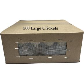 BASSETT'S CRICKET RANCH 500 Large (1") Banded Crickets