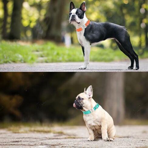 Personalized Adjustable Dog Collar with Metal Buckle,Laser Engraved On The Metal Buckle,Custom Reflective Nylon Quick Release Dog Collar for Small,Medium and Large Dogs. in Saudi Arabia