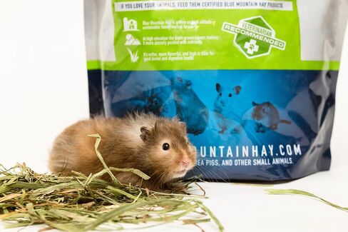 Blue Mountain Hay | Fresh Timothy Hay (15 Ounce) | Great for All Ages | High-Altitude Hay Pet Food for Rabbits, Guinea Pigs, Chinchillas, Hamsters, and Other Small Pets in Kuwait