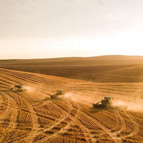 القش الجبل الأزرق | طازجة Teff Grass Hay (15 أونصة) | منخفض NSC ، ألياف عالية ، إدارة الوزن الصحي | غذاء الحيوانات الأليفة على ارتفاع عالية للأرانب وخنازير غينيا والشينشيلات والهامستر والحيوانات الأليفة الصغيرة الأخرى in Kuwait