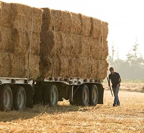 القش الجبل الأزرق | طازجة Teff Grass Hay (15 أونصة) | منخفض NSC ، ألياف عالية ، إدارة الوزن الصحي | غذاء الحيوانات الأليفة على ارتفاع عالية للأرانب وخنازير غينيا والشينشيلات والهامستر والحيوانات الأليفة الصغيرة الأخرى in Kuwait