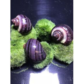 LLC Mystery Snail Purple 3PK (Pomacea Bridgesii) with Java Moss - Live Freshwater Snails Insulated Priority Mail