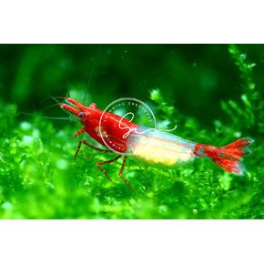 Swimming Creatures™ 20 Red Rili Premium High-Grade Neocaridina Freshwater Aquarium Shrimp Live