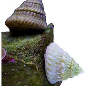 LLC Astrea Turbo Snails – Live Saltwater Invertebrates, Clean Up Crew, Livestock,Reef, Marine Turbo/Astrea/Snails (Packs of 10, 25, 50, 100) (10)