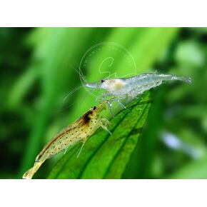 5 Amano & 5 Amano-Snow Premium Grade Shrimp - Caridina Multidenata & VAR. Snow - Freshwater Aquarium, 100% Live Arrival Guarantee