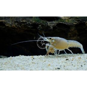 Freshwater Live Lobster Crayfish for Aquarium Fish Tank (Blue)