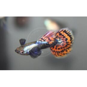 Swimming Creatures™ 5 Dumbo Ear Male Guppy – Live Tropical Freshwater Aquarium Fish
