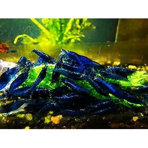 Jungleaquashrimp Blue Dream Shrimps Live Freshwater Shrimp Aquarium Neocaridina Inverts RCS (10 Shrimps (+2))