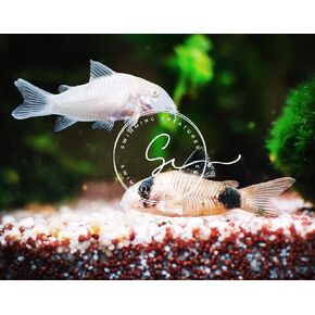 3 Panda Corydoras & 3 Albino Corydoras Freshwater Aquarium Catfish