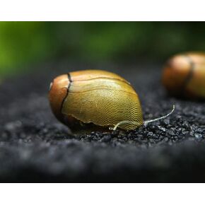 Aquatic Arts 5 Tiger Eye/Olive Nerite Snails | Nano Aquarium Tank Snail | Great with Dwarf Shrimp/Aquarium Plants/Freshwater Fish