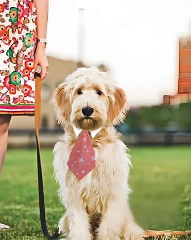 Cat Necktie و Dog Necktie ، يمكن ضبطها وفقًا لمحيط الرقبة للحيوانات الأليفة ، هو بالتأكيد أكثر الحيوانات الأليفة وسيمًا لحفلات أعياد الميلاد وحفلات الزفاف والتصوير الفوتوغرافي. (أزرق ، كبير) in Kuwait