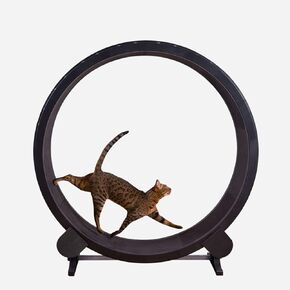 Cat Running Wheel Pet Treadmill Dog Trainer Wheel Walking Cat Fitness Toys 4 Seasons Universal