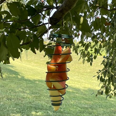 Corn Caddy Squirrel Feeder - Metal Holder for Corn Cobs, Fruit Slices, Suet, or Nesting Materials - Hanging Multi Use Holder for Squirrels and Jays in Kuwait