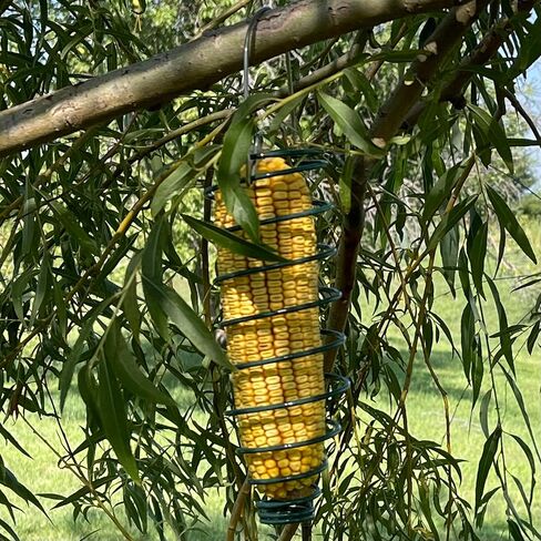 Corn Caddy Squirrel Feeder - Metal Holder for Corn Cobs, Fruit Slices, Suet, or Nesting Materials - Hanging Multi Use Holder for Squirrels and Jays in Kuwait