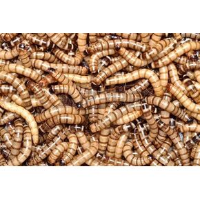 1000 Live - Animal Specialties Brand - Superworms - Kingworms - Zophobas Morio