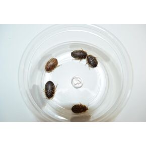 250 Large (~3/4in) Dubia Roaches for Reptiles, Amphibians, Arachnids