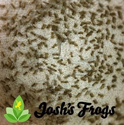 Josh's Frogs Pinhead Banded Crickets (500 Count) in Saudi Arabia