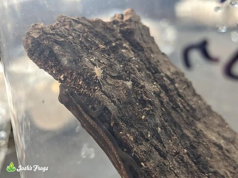Josh's Frogs Pinhead Banded Crickets (500 Count) in Saudi Arabia