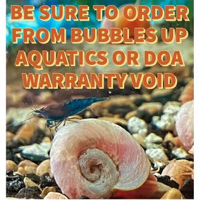 Ramshorn Snails - Pink - Leopard - Gold - Mixed Colors - Live 10+ for Freshwater Ponds/Aquariums - Bred and Raised by Bubbles Up Aquatics, pink, red, blue, gold, brown