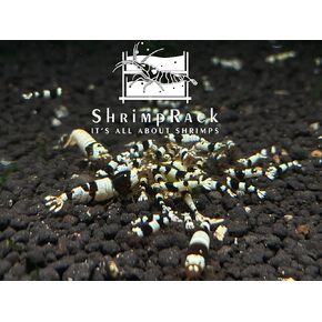 ShrimpRack® 10+1 Crystal Black Shrimp CBS Grade S-SSS Live Freshwater Aquarium Shrimps . 1/4 to 1/2 inch Long.