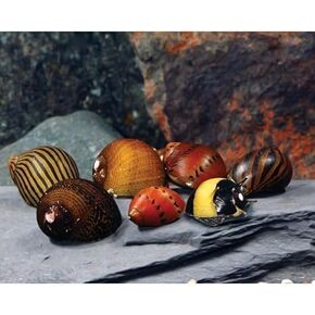 Swimming Creatures™ Assorted Nerite Snails (3 Pack) Freshwater Live Aquarium Snails Live