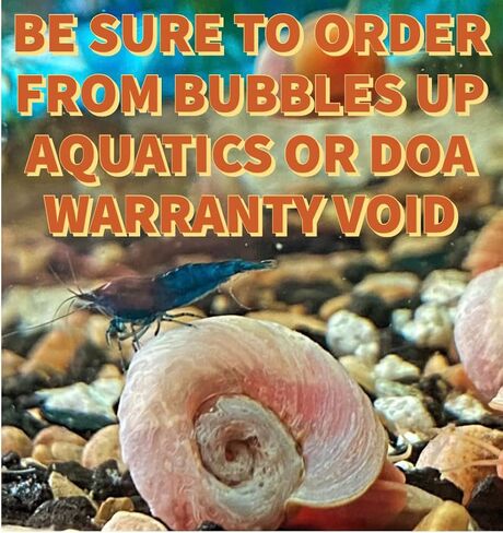 القواقع Ramshorn - Pink - Leopard - Gold - Colored Colors - Live 10+ لأحواض المياه العذبة/أحواض السمك - ترعرعت وترعرعت بواسطة Bubbles Up Aquatics ، Pink ، Red ، Blue ، Gold ، Brown in Kuwait