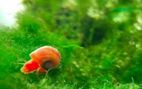 القواقع Ramshorn - Pink - Leopard - Gold - Colored Colors - Live 10+ لأحواض المياه العذبة/أحواض السمك - ترعرعت وترعرعت بواسطة Bubbles Up Aquatics ، Pink ، Red ، Blue ، Gold ، Brown in Kuwait
