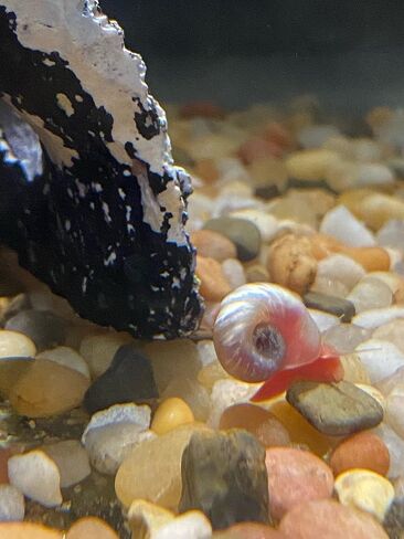 القواقع Ramshorn - Pink - Leopard - Gold - Colored Colors - Live 10+ لأحواض المياه العذبة/أحواض السمك - ترعرعت وترعرعت بواسطة Bubbles Up Aquatics ، Pink ، Red ، Blue ، Gold ، Brown in Kuwait