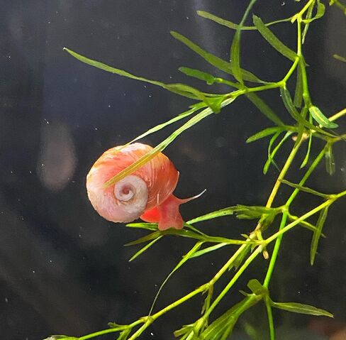 القواقع Ramshorn - Pink - Leopard - Gold - Colored Colors - Live 10+ لأحواض المياه العذبة/أحواض السمك - ترعرعت وترعرعت بواسطة Bubbles Up Aquatics ، Pink ، Red ، Blue ، Gold ، Brown in Kuwait