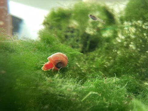 القواقع Ramshorn - Pink - Leopard - Gold - Colored Colors - Live 10+ لأحواض المياه العذبة/أحواض السمك - ترعرعت وترعرعت بواسطة Bubbles Up Aquatics ، Pink ، Red ، Blue ، Gold ، Brown in Kuwait