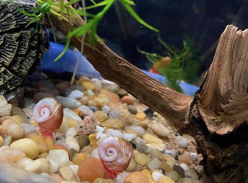 القواقع Ramshorn - Pink - Leopard - Gold - Colored Colors - Live 10+ لأحواض المياه العذبة/أحواض السمك - ترعرعت وترعرعت بواسطة Bubbles Up Aquatics ، Pink ، Red ، Blue ، Gold ، Brown in Kuwait