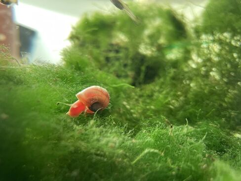القواقع Ramshorn - Pink - Leopard - Gold - Colored Colors - Live 10+ لأحواض المياه العذبة/أحواض السمك - ترعرعت وترعرعت بواسطة Bubbles Up Aquatics ، Pink ، Red ، Blue ، Gold ، Brown in Kuwait