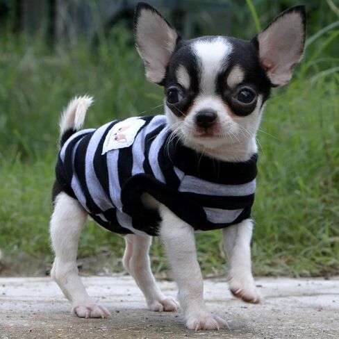 LOPHIPETS 100% Cotton Striped Dog Shirts for Small Dogs Chihuahua Puppy Clothes Tank Vest-Yellow and Gray Strips/L in Saudi Arabia