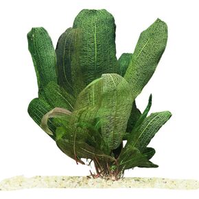 Exquisite Madagascar Lace Bulb (Aponogeton Madagascariensis) - Rare Aquatic Jewel for Freshwater Aquariums