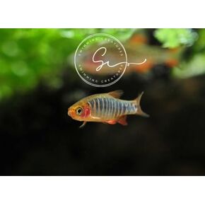School of 6 Emerald Rasbora Freshwater Aquarium Fish Live Arrival Guarantee