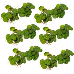 30+ Leaves Red Root Floaters | Phyllanthus Fluitans (+Free Bonus Plant) Live Floating Plants for Aquarium | 2 Day Arrival