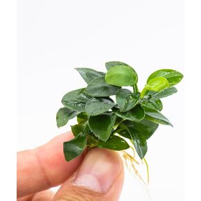 Anubias Nana Bonsai - Live Aquarium Plant, Perfect for Nano Tanks, Terrariums, Easy Maintenance, Freshwater Aquascaping (3)