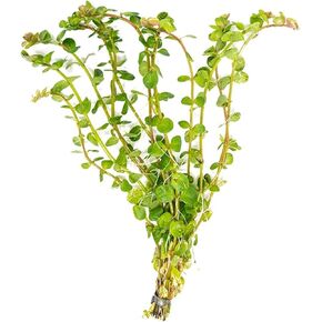Rotala Rotundifolia Aquatic Plant