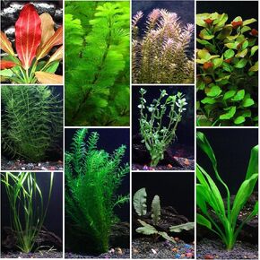 10 Species Live Aquarium Plants Package - Microsorum Java Fern, Swords, Vallisneria and More!