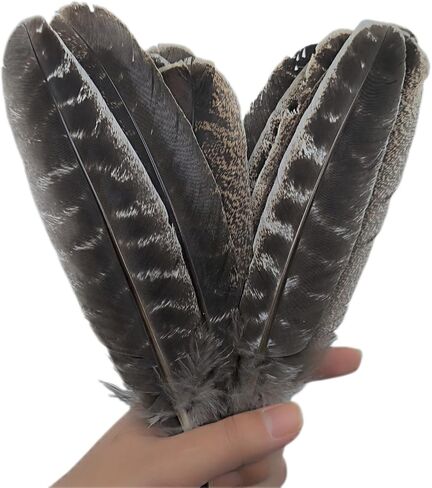 GOODIY Natural Long Feathers 12Pcs 8-10 inches（20-25cm）Beautiful Natural Turkey Feathers Bilateral Large Feathers Decorative Feathers for Clothing, Hats, Wings, Handmade DIY (Turkey feather-8-10in) in Kuwait