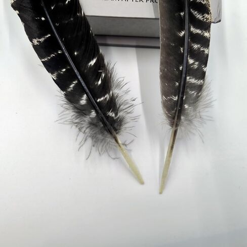 GOODIY Natural Long Feathers 12Pcs 8-10 inches（20-25cm）Beautiful Natural Turkey Feathers Bilateral Large Feathers Decorative Feathers for Clothing, Hats, Wings, Handmade DIY (Turkey feather-8-10in) in Kuwait