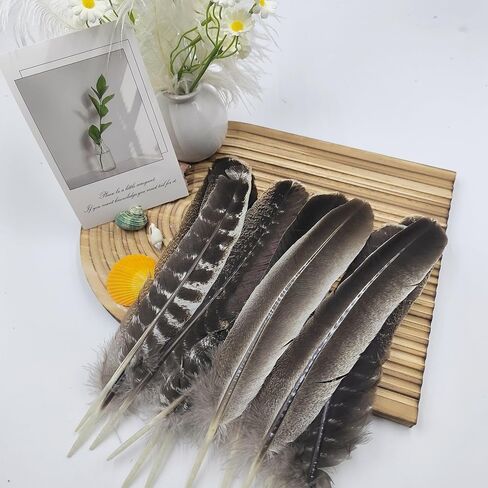 GOODIY Natural Long Feathers 12Pcs 8-10 inches（20-25cm）Beautiful Natural Turkey Feathers Bilateral Large Feathers Decorative Feathers for Clothing, Hats, Wings, Handmade DIY (Turkey feather-8-10in) in Kuwait