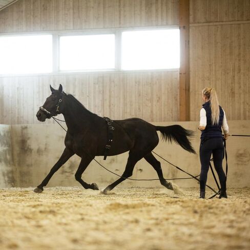 HORZE Nylon Lunging Cavesson - Black - Horse in Kuwait