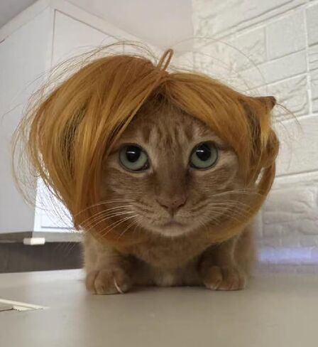 الباروكات أسود مستقيم الكلب للزي الصغير الكلب الكبير الكبير ، DIY cuttable pet cat cats for cosplay ، cat cate ، alloween ، المهرجانات in Kuwait
