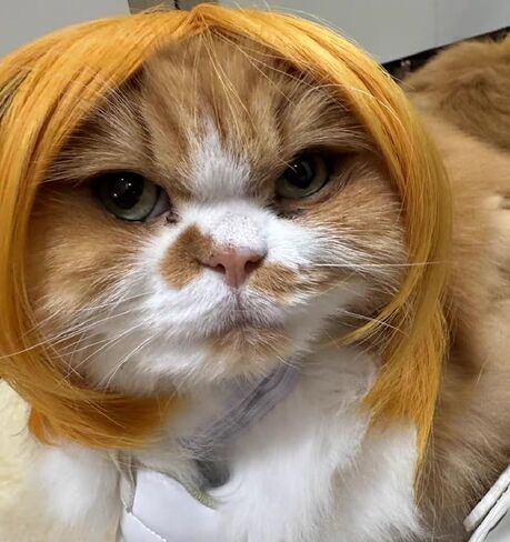 الباروكات أسود مستقيم الكلب للزي الصغير الكلب الكبير الكبير ، DIY cuttable pet cat cats for cosplay ، cat cate ، alloween ، المهرجانات in Kuwait