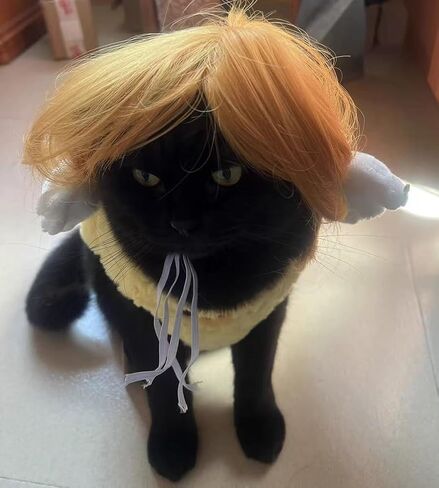الباروكات أسود مستقيم الكلب للزي الصغير الكلب الكبير الكبير ، DIY cuttable pet cat cats for cosplay ، cat cate ، alloween ، المهرجانات in Kuwait