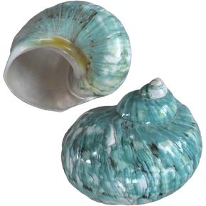 2pcs Hermit Crab Shells, XL Size Opening 1.73", Natural Sea Conch, Turbo Seashells for Hermit Crab Supplies and Beach Decoration Large Sea Shell (2pcs Green, XL)