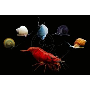 Swimming Creature™ Premium High-Grade Neocaridina Shrimps with Assorted Mystery Snails, Freshwater Aquarium (10 Mixed Shrimps 3 Snails)