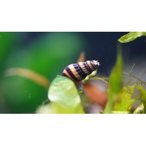 10 Assassin Snails Live for Freshwater Aquarium (Clea Helena), 100% Live Arrival Guarantee