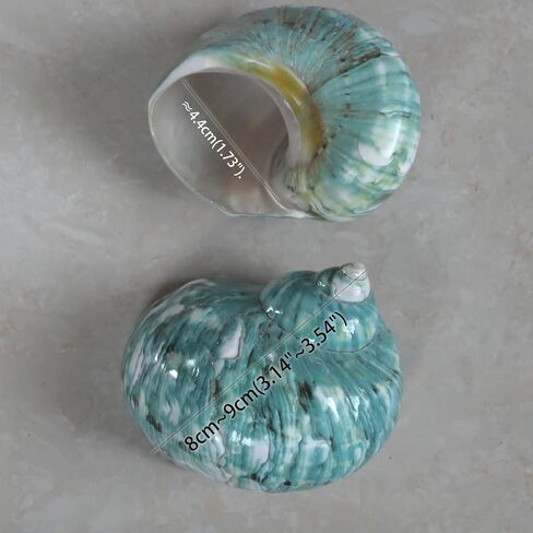 2pcs قذائف السلطعون الناسك ، فتح حجم XL 1.73 "، القضبان البحرية الطبيعية ، صدف توربو لإمدادات السلطعون الناسفة وقذيفة البحر الشاطئية (2pcs أخضر ، XL) in Kuwait